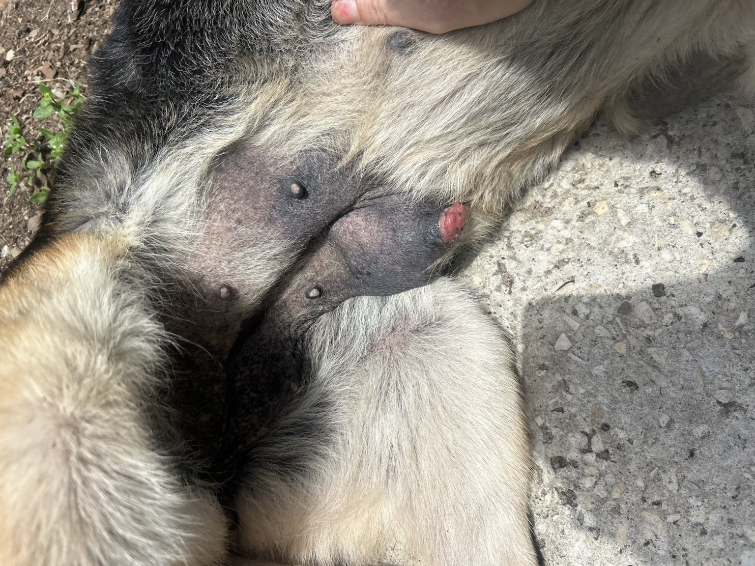Clinical documentation of the mammary condition identified during Zara’s intake